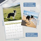2026 Wall Calendar, Calendar 2026, Border Collies Monthly Wall Calendar (Jan 2026 - Dec 2026) 12" X 24" Opened, Hanging Calendar Thick Paper for Family Adults Kids Office Home