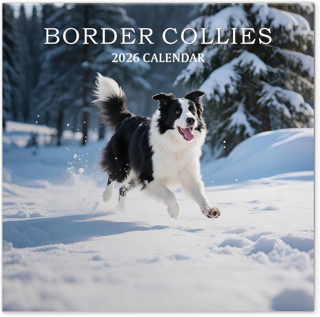2026 Wall Calendar, Calendar 2026, Border Collies Monthly Wall Calendar (Jan 2026 - Dec 2026) 12" X 24" Opened, Hanging Calendar Thick Paper for Family Adults Kids Office Home
